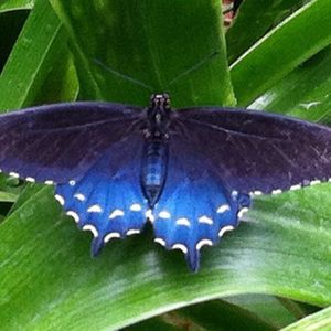 Meet your Posher, Gloria